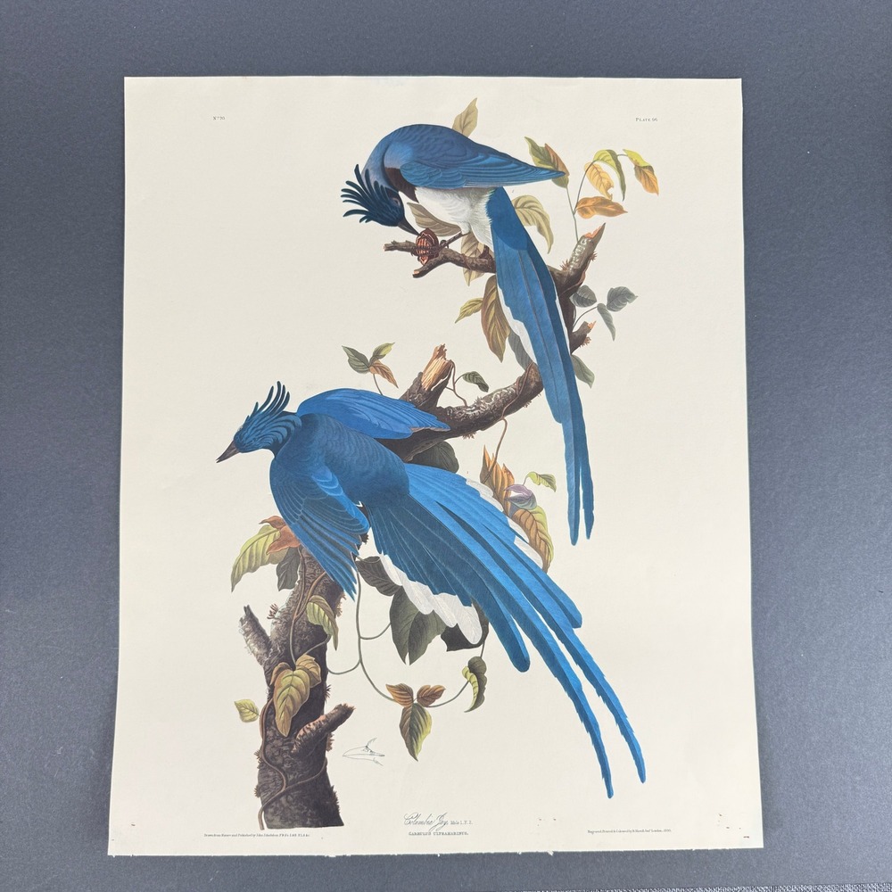John James Audubon Columbia Jay Plate 96 Vintage after Havell - 19"x16" Print
